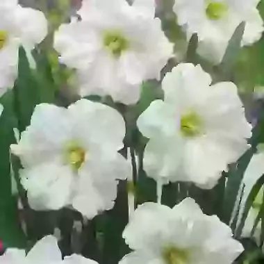 Colblanc